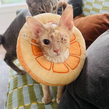 Jamón -  Domestic Short Hair Cat for Adoption in Houston, Texas - Jamón | PetCurious