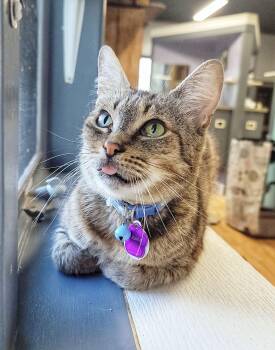 Titania -  Domestic Short Hair Cat for Adoption in Grand Rapids, Michigan - Titania | PetCurious