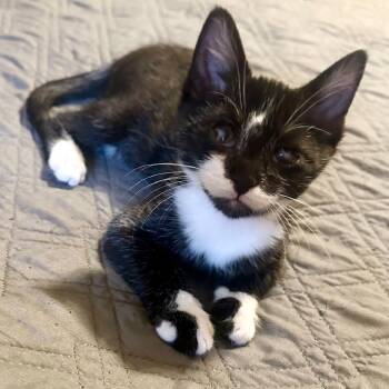 Rescue Domestic Short Hair Cats for Adoption in Newport News, Virginia - Evie | PetCurious