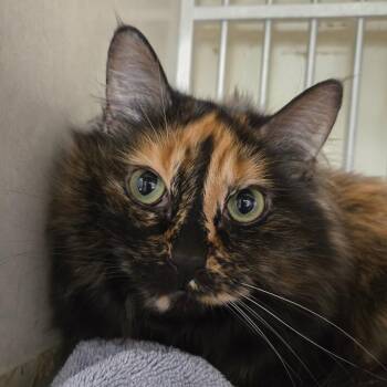 Violet -  Domestic Medium Hair Cat for Adoption in Colorado Springs, Colorado - Violet | PetCurious