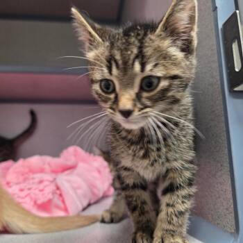 Domestic Medium Hair Cats Available for Adoption in North Battleford, Saskatchewan - Wheel Jack | PetCurious