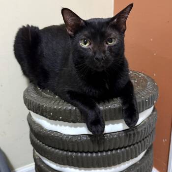 Castor -  Domestic Short Hair Cat for Adoption in Long Beach, Mississippi - Castor | PetCurious