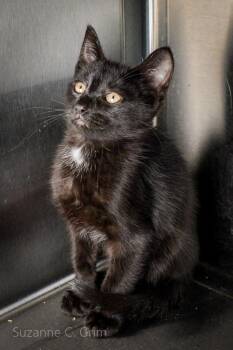 Domestic Short Hair Cats Available for Adoption in Elmwood, Louisiana - Ross | PetCurious