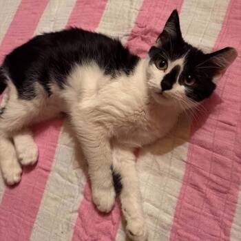 Clam Chowder -  Domestic Short Hair Cat for Adoption in Bellmawr, New Jersey - Clam Chowder | PetCurious