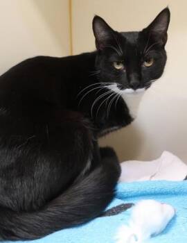 Chianti -  Domestic Short Hair Cat for Adoption in Fairfax, Virginia - Chianti | PetCurious