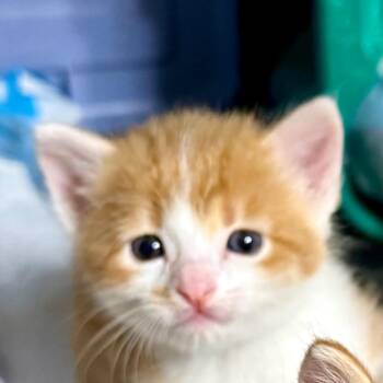 Kiwi -  Domestic Short Hair Cat for Adoption in Kansas City, Missouri - Kiwi | PetCurious
