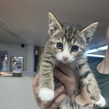 Briar -  Domestic Short Hair Cat Available for Adoption in Madison, Wisconsin - Briar | PetCurious