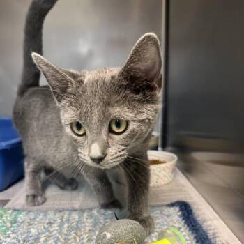 Lizzie -  Domestic Short Hair Cat for Adoption in Newport, North Carolina - Lizzie | PetCurious