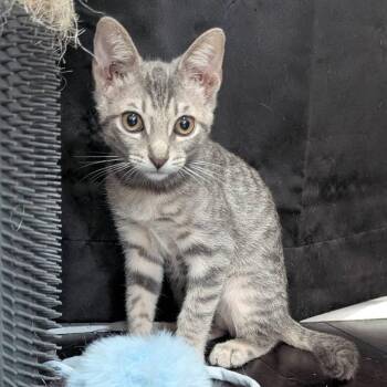 Rescue Domestic Short Hair Cats for Adoption in Houston, Texas - Goose | PetCurious