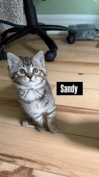 Domestic Short Hair Cats Available for Adoption in Kettering, Ohio - Sandy | PetCurious