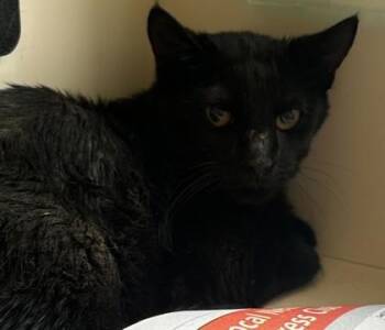 Roya -  Domestic Short Hair Cat for Adoption in Chamblee, Georgia - Roya | PetCurious