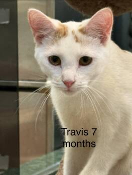 Domestic Short Hair Cats Available for Adoption - Travis | PetCurious