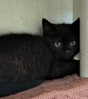 Ferb -  Domestic Short Hair Cat for Adoption in Saint Marys, Pennsylvania - Ferb | PetCurious