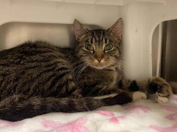 Domestic Short Hair Cats Available for Adoption - Mikaela | PetCurious