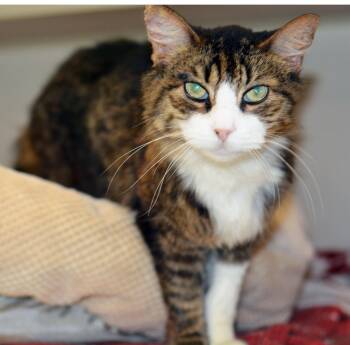 BEE GEE -  Domestic Short Hair Cat for Adoption in San Clemente, California - BEE GEE | PetCurious