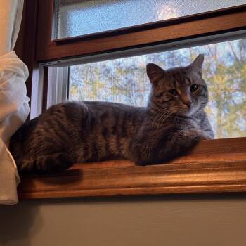Domestic Short Hair Cats Available for Adoption in Medina, Ohio - Concrete | PetCurious