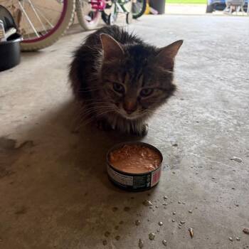 FOUND AUSTIN -  Domestic Medium Hair Cat for Adoption in Rochester, Minnesota - FOUND AUSTIN | PetCurious