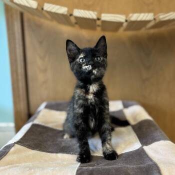 Illusion--In Foster -  Domestic Short Hair Cat for Adoption in Fargo, North Dakota - Illusion--In Foster | PetCurious