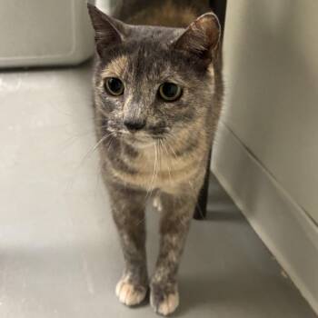 Danika -  Domestic Short Hair Cat for Adoption in Houston, Texas - Danika | PetCurious