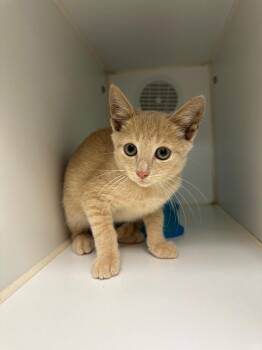 Velveeta (Christian Church) -  Domestic Short Hair Cat for Adoption in Johnson City, Tennessee - Velveeta (Christian Church) | PetCurious