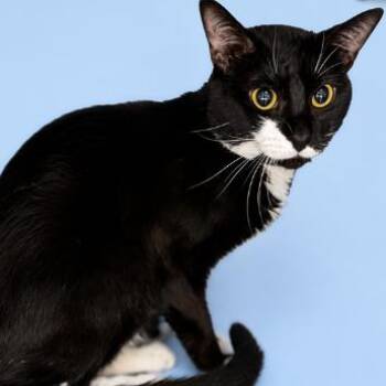 Poseidon -  Domestic Short Hair Cat for Adoption in Concord, North Carolina - Poseidon | PetCurious