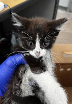 Domestic Medium Hair Cats Available for Adoption in Dallas, Texas - NEVILLE | PetCurious