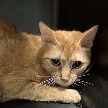 Gilda -  Domestic Short Hair Cat for Adoption in Dekalb, Illinois - Gilda | PetCurious