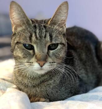 Rescue Domestic Short Hair Cats for Adoption in Othello, Washington - Jalepeno (AKA Penny) | PetCurious