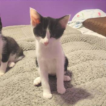 Pico -  Domestic Short Hair Cat for Adoption in Plainfield, Illinois - Pico | PetCurious