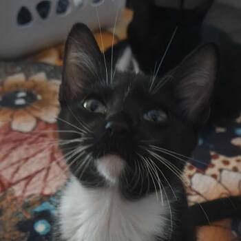 Sir Honk (Yellow) -  Domestic Short Hair Cat for Adoption in Clarksville, Arkansas - Sir Honk (Yellow) | PetCurious