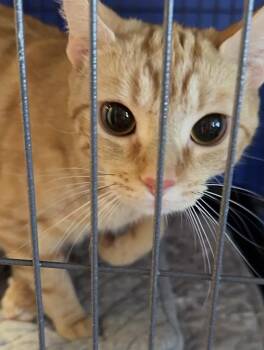 Sunny -  Domestic Short Hair Cat for Adoption in Palmer, Alaska - Sunny | PetCurious