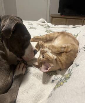 Rescue Domestic Short Hair Cats for Adoption in Cincinnati, Ohio - Maurice | PetCurious