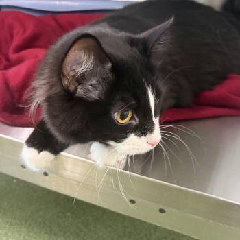 Otis -  Domestic Medium Hair Cat for Adoption in Seneca, Pennsylvania - Otis | PetCurious
