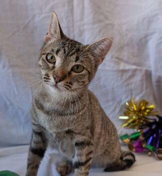 Domestic Short Hair Cats Available for Adoption - Tillie | PetCurious
