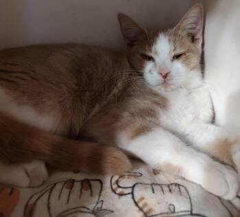 Domestic Short Hair Cats Available for Adoption in Phoenix, Arizona - Georgia | PetCurious