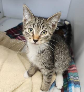 Tip -  Domestic Short Hair Cat for Adoption in Sapulpa, Oklahoma - Tip | PetCurious