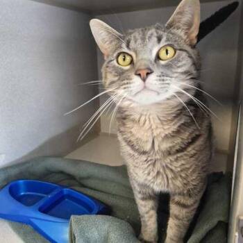 Milton -  Domestic Short Hair Cat for Adoption in Davenport, Iowa - Milton | PetCurious