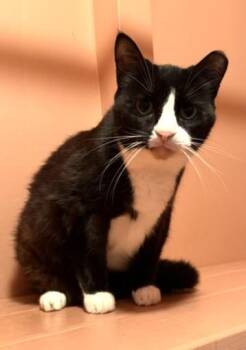 BABY -  American Shorthair Cat for Adoption in Huntington, New York - BABY | PetCurious