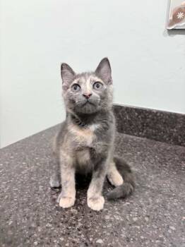 Charlotte 3 -  Domestic Short Hair Cat for Adoption in Tucson, Arizona - Charlotte 3 | PetCurious