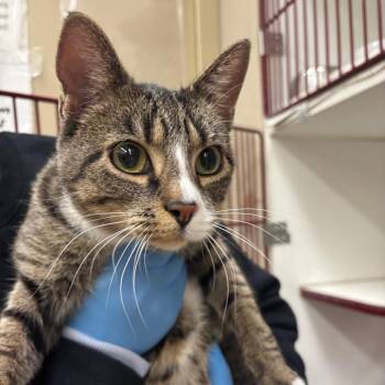 Dottie -  Domestic Short Hair Cat for Adoption in Cheyenne, Wyoming - Dottie | PetCurious