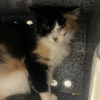 Capri -  Domestic Short Hair Cat for Adoption in Salt Lake City, Utah - Capri | PetCurious