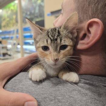 Butterfly -  Domestic Short Hair Cat for Adoption in East Lansing, Michigan - Butterfly | PetCurious