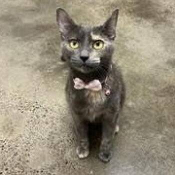 Calliope -  Domestic Short Hair Cat for Adoption in Portland, Oregon - Calliope | PetCurious
