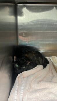 Foxy Lady -  Domestic Short Hair Cat for Adoption in Burgaw, North Carolina - Foxy Lady | PetCurious