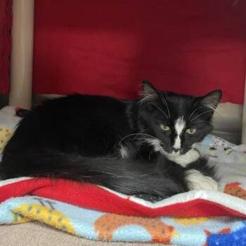 Ramen -  Domestic Medium Hair and Domestic Short Hair Cat for Adoption in Wheaton, Illinois - Ramen | PetCurious
