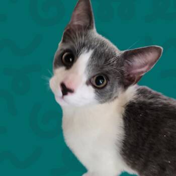 Oscar -  Domestic Short Hair Cat for Adoption in Reno, Nevada - Oscar | PetCurious