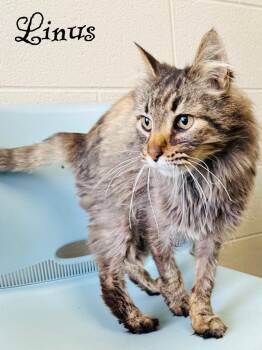 Tabby Cats Available for Adoption - Linus | PetCurious