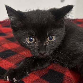 Murphy -  Domestic Short Hair Cat for Adoption in West Point, Mississippi - Murphy | PetCurious