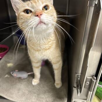 Susan -  Domestic Short Hair Cat for Adoption in La Grange Park, Illinois - Susan | PetCurious