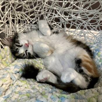 Stevie -  Domestic Long Hair Cat for Adoption in Ephrata, Pennsylvania - Stevie | PetCurious